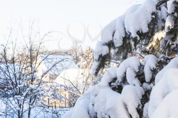 view of snow-covered pine tree branches and country houses on background in sunny winter afternoon (focus on branches on foreground)