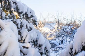 view of snowbound spruce tree branches and country houses on background in sunny winter afternoon (focus on branches on foreground)