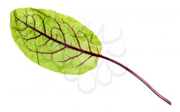 single fresh leaf of green Chard leafy vegetable (mangold, beet tops) isolated on white background