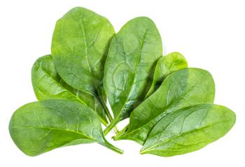 several fresh green leaves of Spinach leafy vegetable isolated on white background