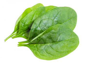 few fresh green leaves of Spinach leafy vegetable isolated on white background