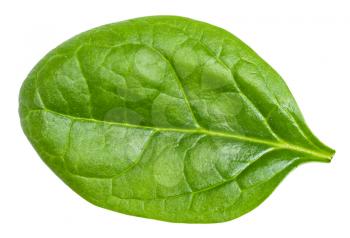 single fresh green leaf of Spinach leafy vegetable isolated on white background