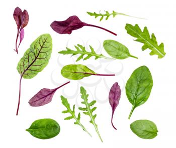 fresh leaves of various leafy vegetables (chard, spinach, arugula) isolated on white background