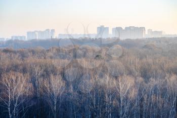 bare trees in park illuminated by sunrise sun in cold winter morning in Moscow city