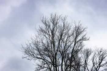 bare black trees under gray cloudy sky on autumn day