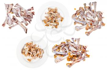 set of gnawed chicken bones isolated on white background