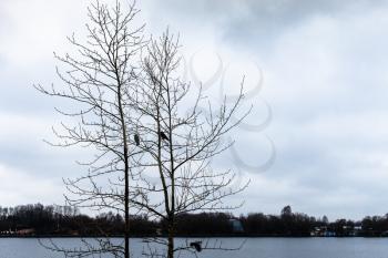 black trees near Kotovsky Bay on Moscow Canal of Klyazminskoye Reservoir in Dolgoprudny town of Moscow region of Russia in cloudy autumn evening