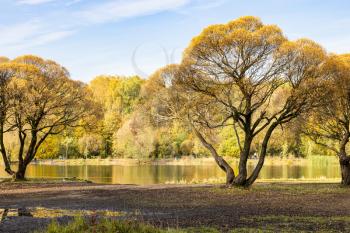 yellow willow trees on shore of pond in city park on sunny autumn day