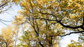 branches of oak trees with yellow leaves in city park on autumn day