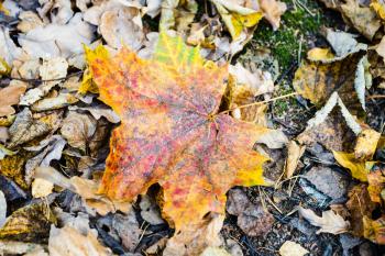 colorful fallen maple leaf close up on ground in city park on autumn day
