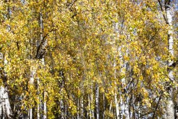 yellow leaves of birch trees in grove in city park on sunny autumn day