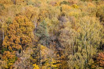 above view of lush colorful foliage of mixed forest on sunny autumn day