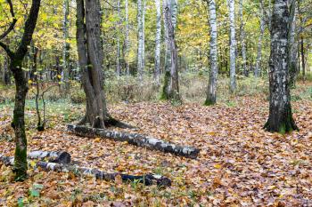 clearing in forest with logs covered with fallen leaves in city park in autumn
