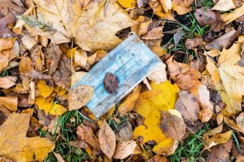 dirty used sanitary face mask in wet fallen leaves on lawn in city park in autumn