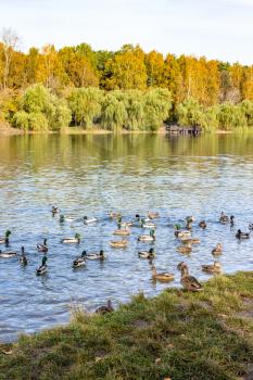 flock of ducks swim in pond in city park on sunny autumn day
