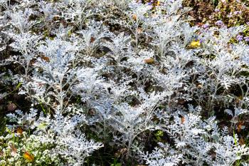 Jacobaea maritima Silver Dust (Silver Ragwort) plant close up in flowerbed on sunny autumn day