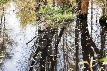 surface of swamp with fallen leaves floating on water and a hummock of overgrown grass and reflection of black trees on autumn day