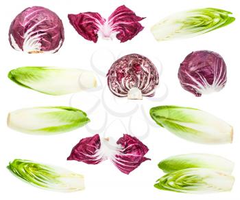 set of purple and green leaf chicory isolated on white background