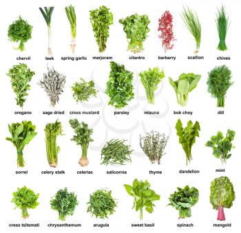 collection of various kitchen herbs with names (cilantro, thyme, oregano, chives, sorrel, spinach, celery, leek, marjoram, parsley, dill, basil, chervil, mizuna, etc ) isolated on white background