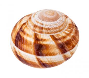 single shell of burgundy snail isolated on white background