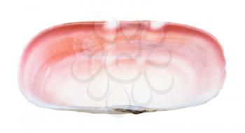empty pink conch of clam isolated on white background