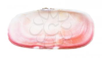 empty pink shell of clam isolated on white background