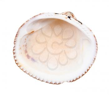 empty old shell of cockle isolated on white background