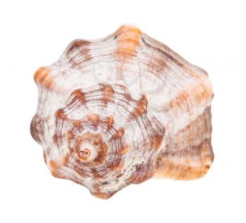 helix shell of whelk snail isolated on white background