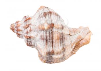 shell of whelk snail isolated on white background
