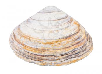 old shabby shell of clam isolated on white background