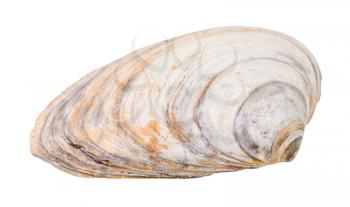 old shabby seashell of clam isolated on white background