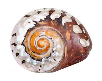 helix shell of nautilus mollusc isolated on white background