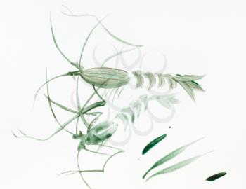 pair of green shrimps hand-drawn by watercolor on white paper in sumi-e (suibokuga) style