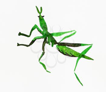 green locust grasshopper hand-drawn by watercolors on creamy-white paper in sumi-e (suibokuga) style