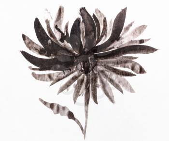 training drawing in sumi-e (suibokuga) style - chrysanthemum flower handpainted by black watercolors on white paper