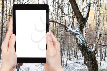 travel concept - tourist photographs of tree trunk covered with the first snow in city park in frosty autumn day in Moscow Russia on smartphone with cutout screen with blank place for advertising