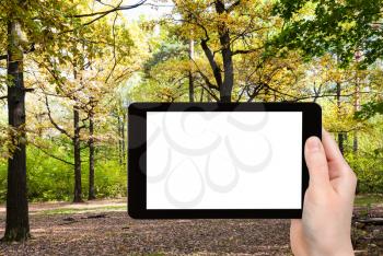 travel concept - tourist photographs of trees illuminated by sun on meadow in forest in sunny october day in Moscow Russia on smartphone with empty cutout screen with blank place for advertising
