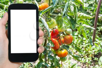 travel concept - tourist photographs of ripe and unripe tomatoes on bush in vegetable garden in summer in Kuban region of Russia on smartphone with cut out screen with blank place for advertising
