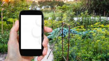 travel concept - tourist photographs of vegetable garden at summer sunset in Kuban region of Russia on smartphone with cut out screen with blank place for advertising