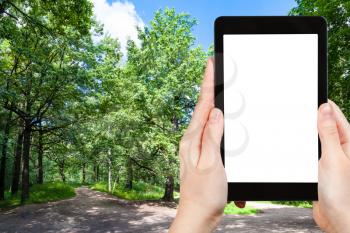 travel concept - tourist photographs of oak tree on forest glade in city park on sunny summer day in Moscow city on smartphone with empty cutout screen with blank place for advertising