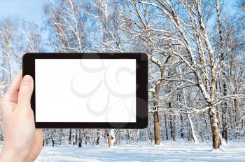 travel concept - tourist photographs of forest glade in city park in winter in Moscow city on smartphone with empty cutout screen with blank place for advertising