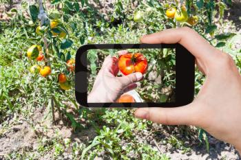 travel concept - tourist photographs of the picking a ripe red tomato from a bush in a vegetable garden in sunny summer day in Kuban region of Russia on smartphone