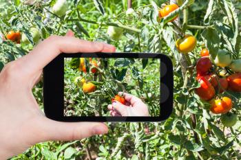 travel concept - tourist photographs of the harvesting little tomatoes from bushes in a vegetable garden in sunny summer day in Kuban region of Russia on smartphone