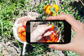 travel concept - tourist photographs of the picking of ripe tomatoes into basket in vegetable garden in sunny summer day in Kuban region of Russia on smartphone