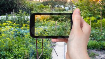 travel concept - tourist photographs of country garden at summer sunset in Kuban region of Russia on smartphone