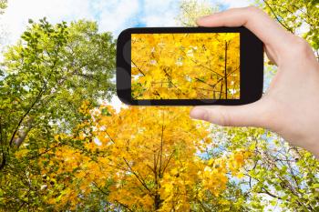 travel concept - tourist photographs of lush yellow foliage of maple tree in forest on sunny october day on smartphone in Moscow, Russia