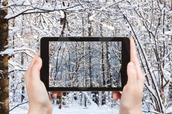travel concept - tourist photographs of thicket in snowy forest in in sunny winter day on smartphone in Moscow, Russia