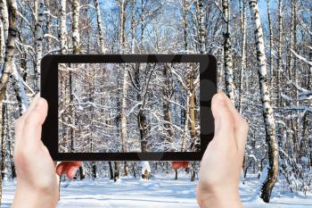 travel concept - tourist photographs of thicket from birch and oak trees in snowy forest in sunny winter day on smartphone in Moscow, Russia