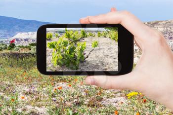 travel concept - tourist photographs of grapes bush in garden near Goreme village in Cappadocia on smartphone in Turkey in spring