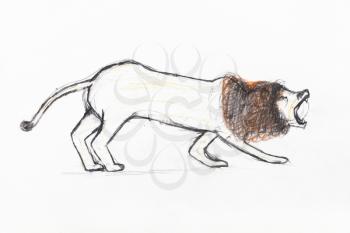 roaring lion with brown mane hand-drawn by colour pencils on white paper